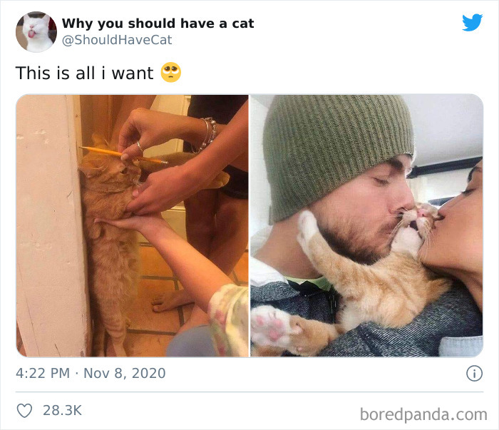 Why-You-Should-Have-Cat