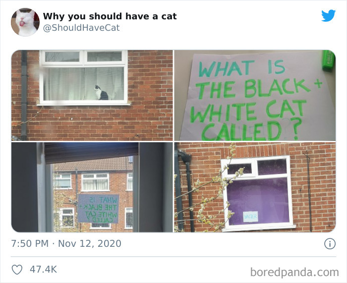 Why-You-Should-Have-Cat