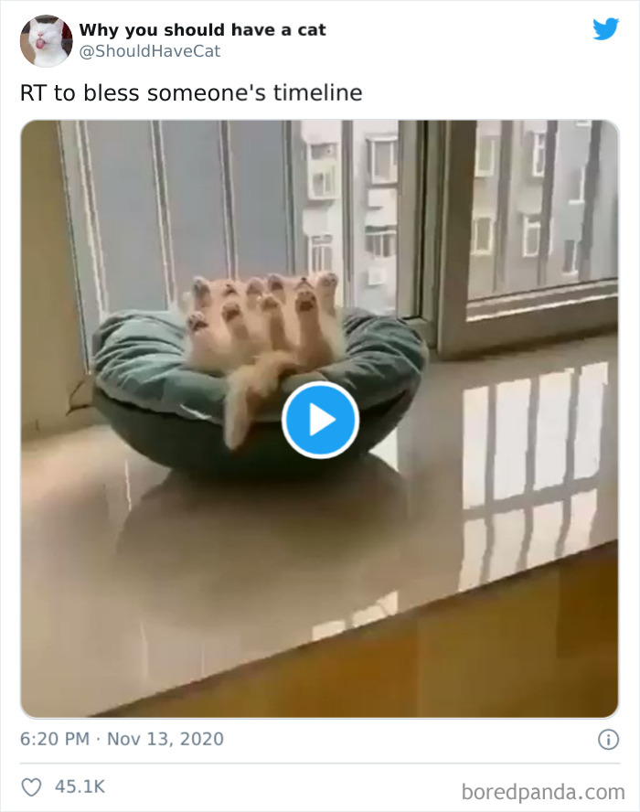 Why-You-Should-Have-Cat