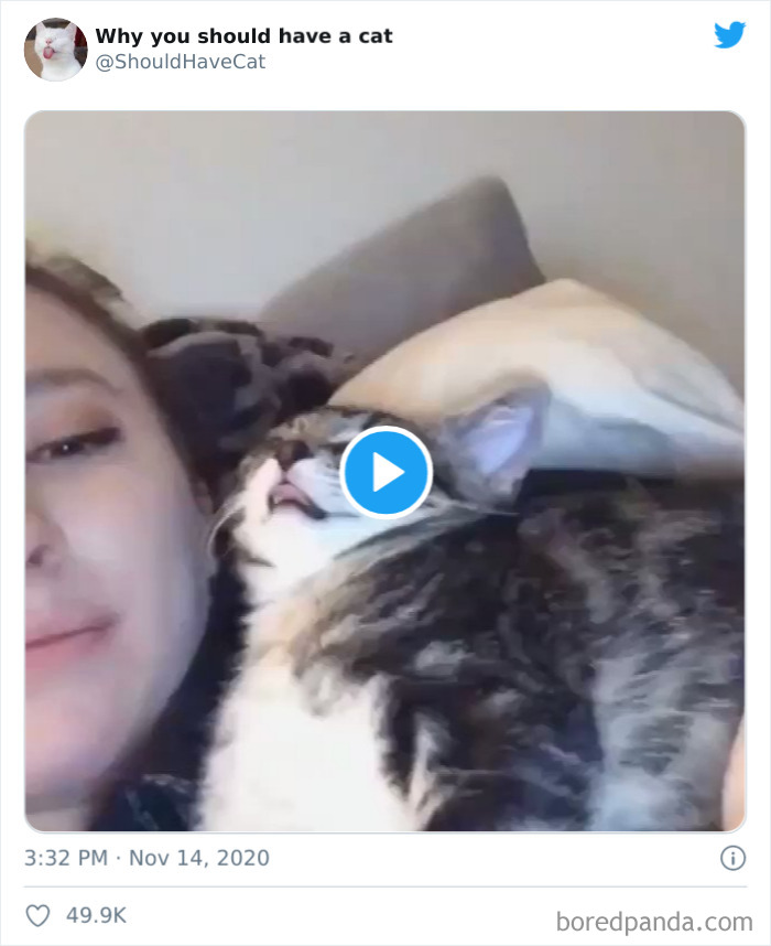 Why-You-Should-Have-Cat