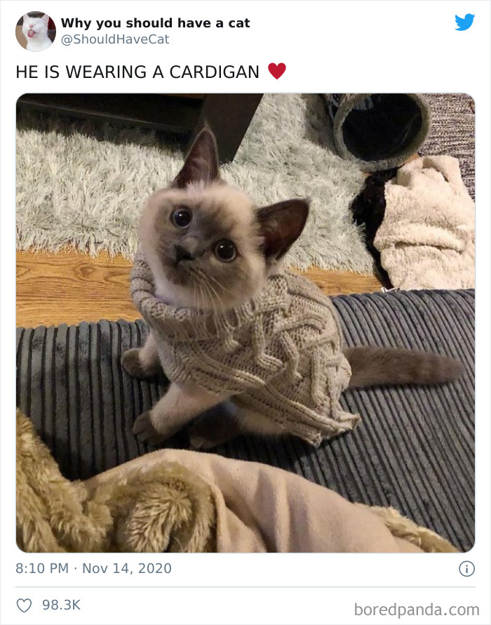 Why-You-Should-Have-Cat