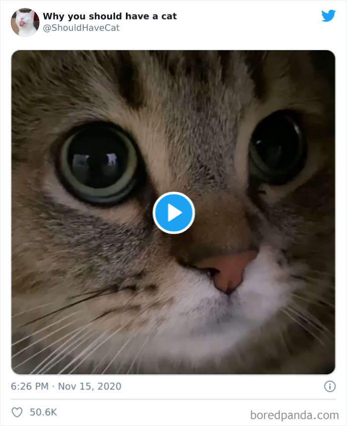 Why-You-Should-Have-Cat