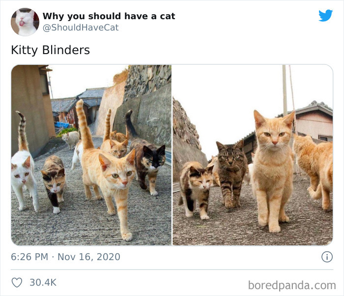 Why-You-Should-Have-Cat