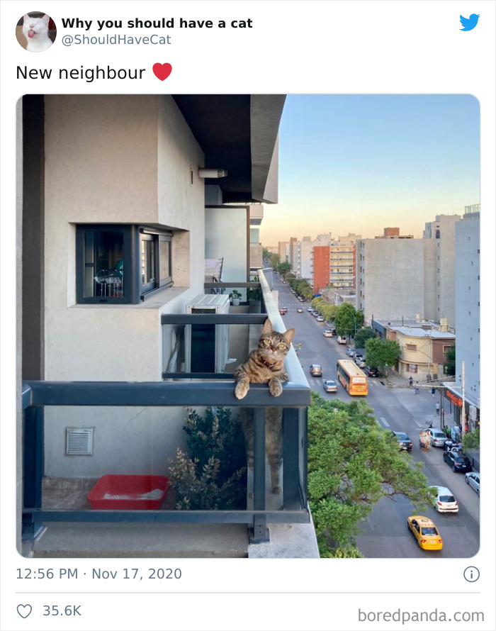 Why-You-Should-Have-Cat