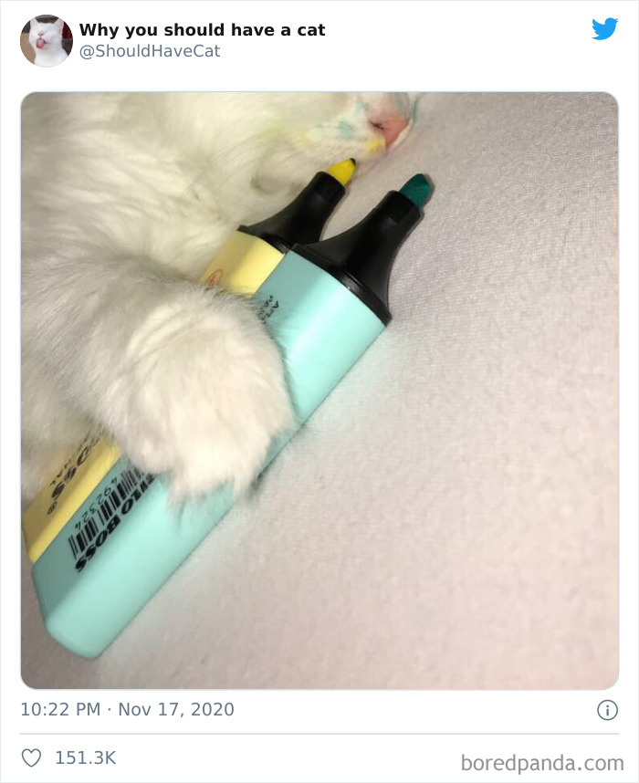 Why-You-Should-Have-Cat