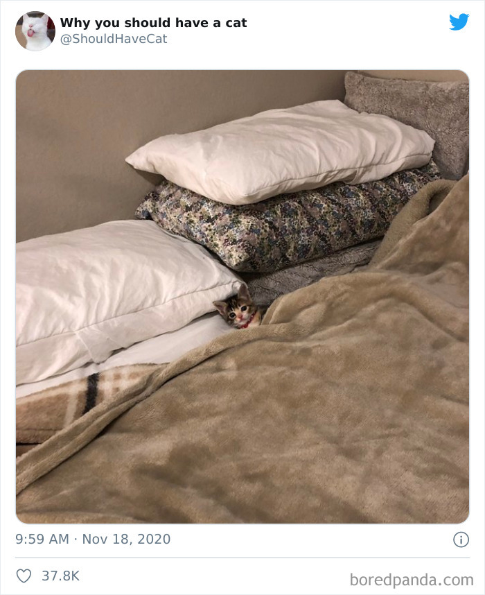 Why-You-Should-Have-Cat