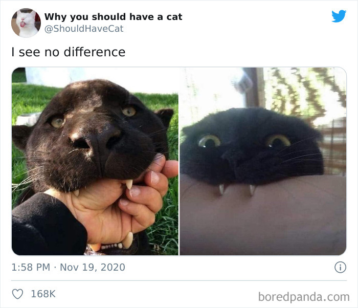 Why-You-Should-Have-Cat