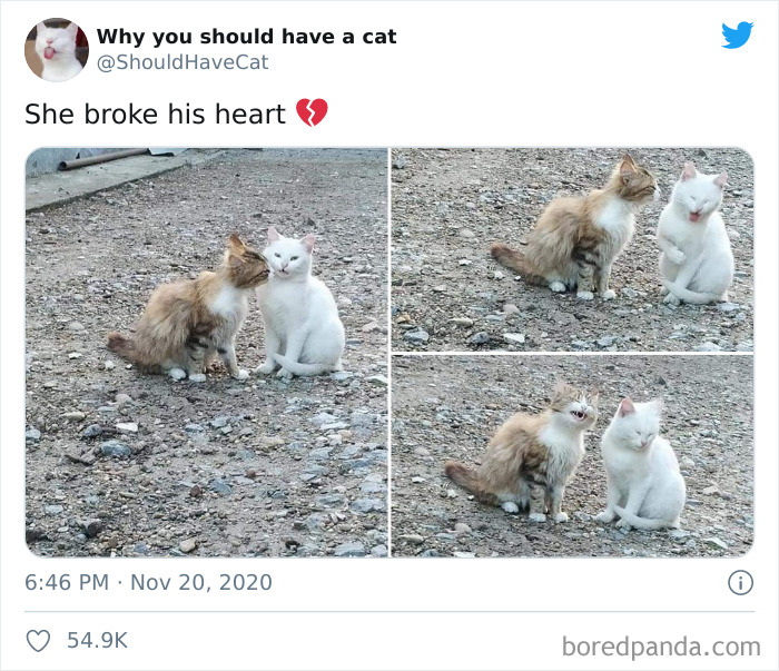 Why-You-Should-Have-Cat