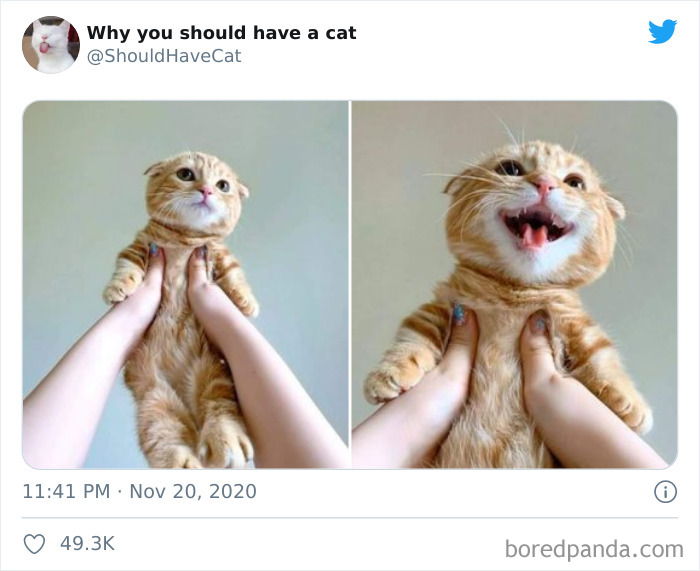 Why-You-Should-Have-Cat