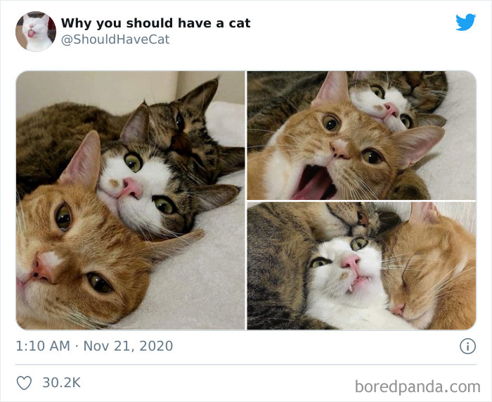 Why-You-Should-Have-Cat
