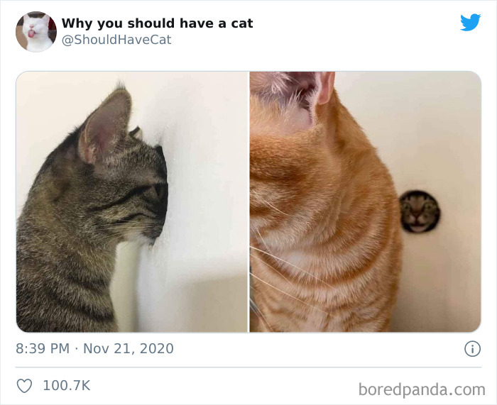 Why-You-Should-Have-Cat