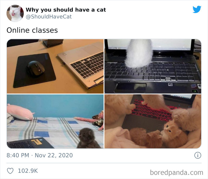 Why-You-Should-Have-Cat