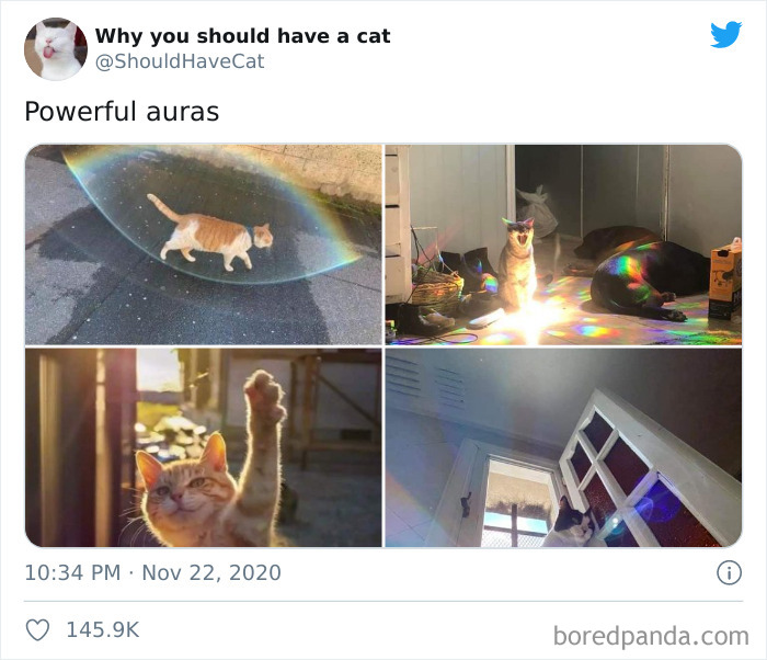 Why-You-Should-Have-Cat