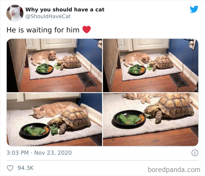 Why-You-Should-Have-Cat