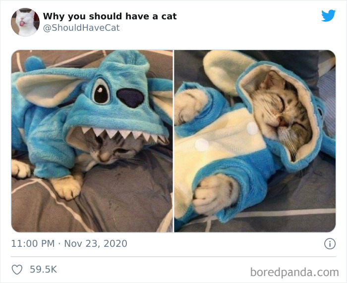 Why-You-Should-Have-Cat