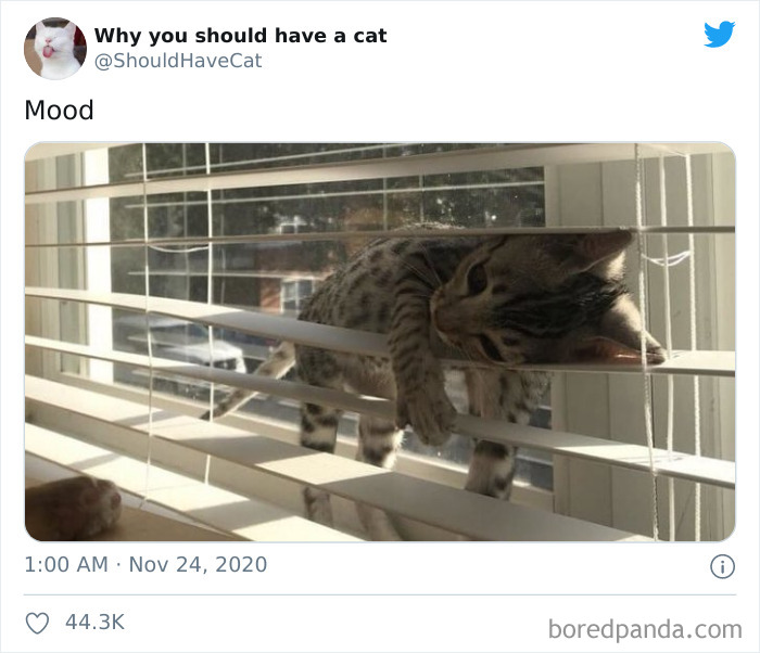 Why-You-Should-Have-Cat