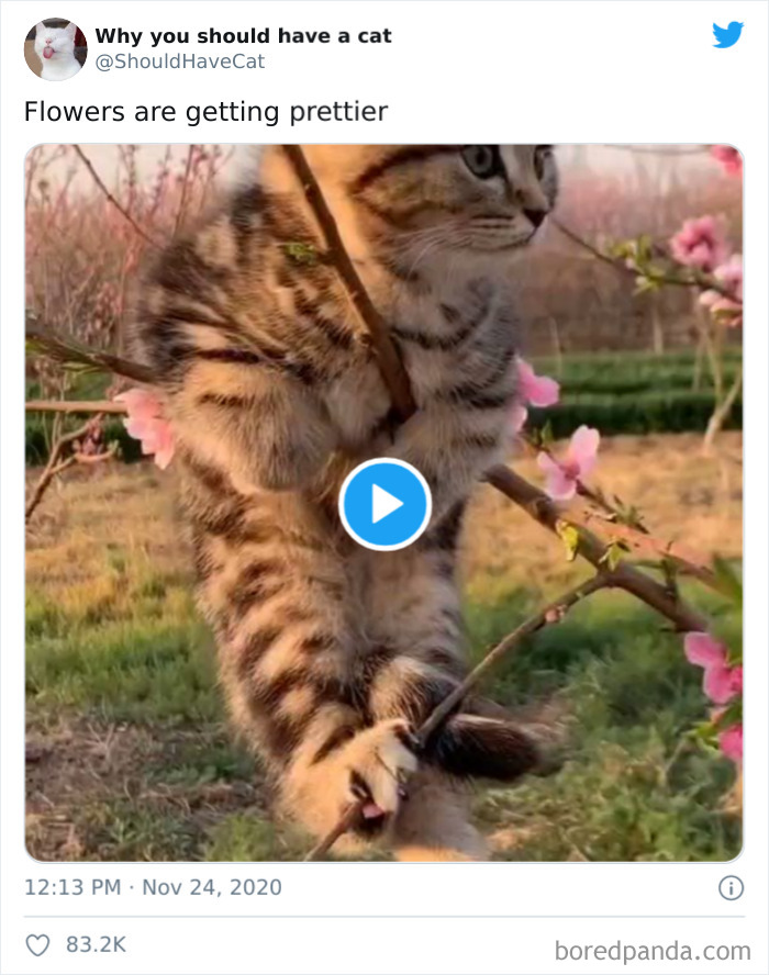 Why-You-Should-Have-Cat