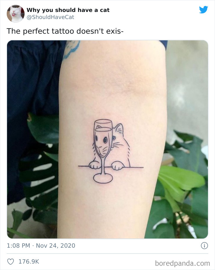 Why-You-Should-Have-Cat