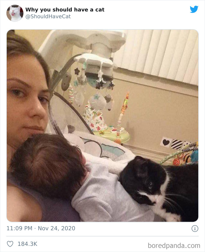 Why-You-Should-Have-Cat