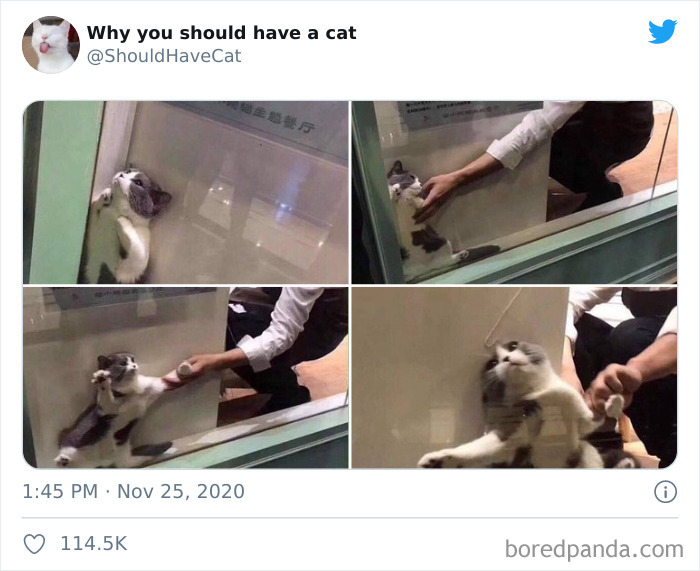 Why-You-Should-Have-Cat