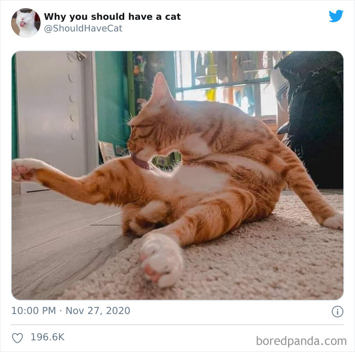 Why-You-Should-Have-Cat