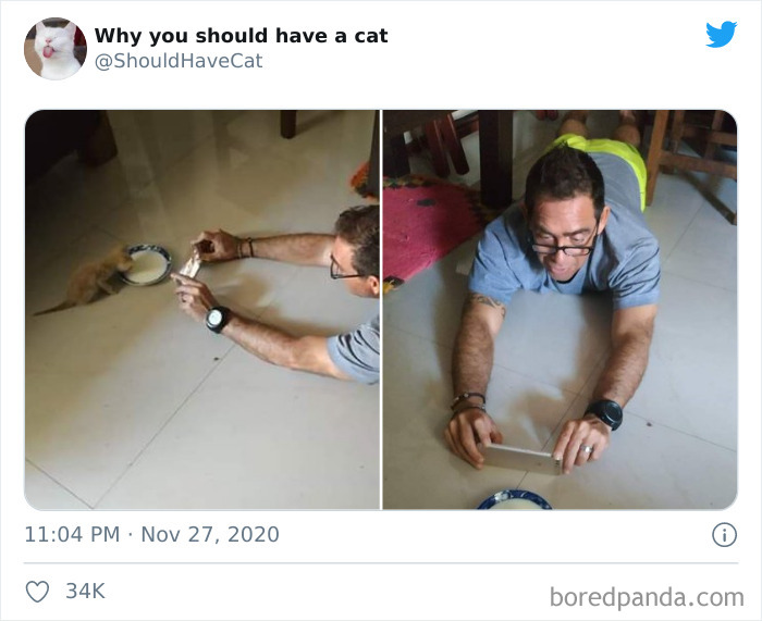 Why-You-Should-Have-Cat