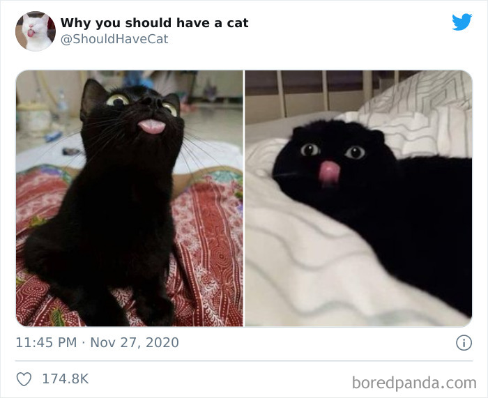 Why-You-Should-Have-Cat