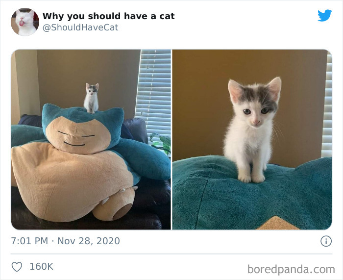 Why-You-Should-Have-Cat