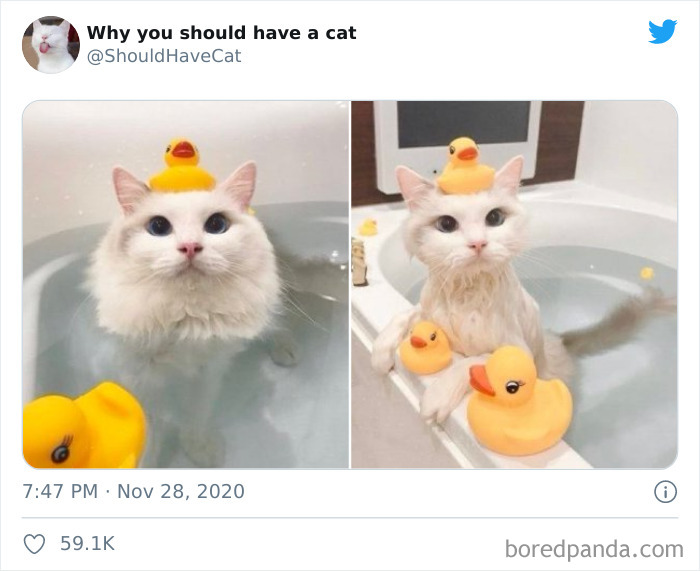 Why-You-Should-Have-Cat