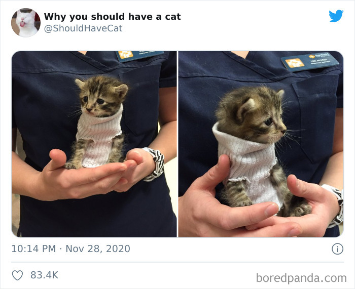 Why-You-Should-Have-Cat