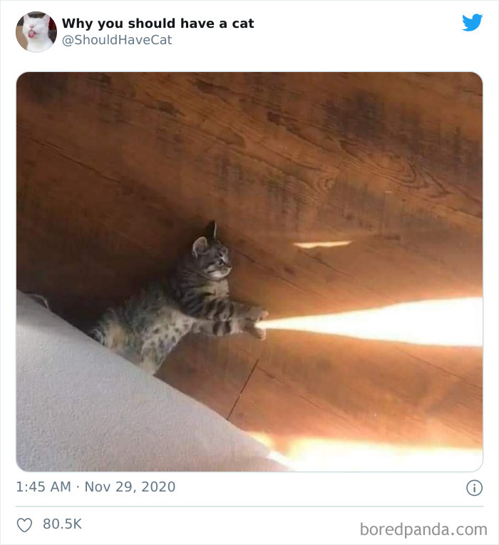 Why-You-Should-Have-Cat