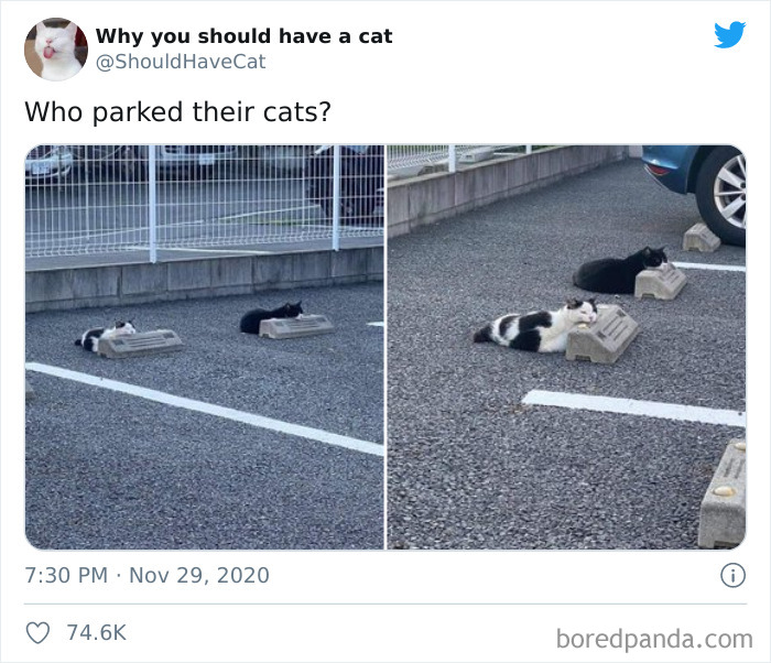 Why-You-Should-Have-Cat