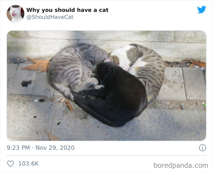 Why-You-Should-Have-Cat