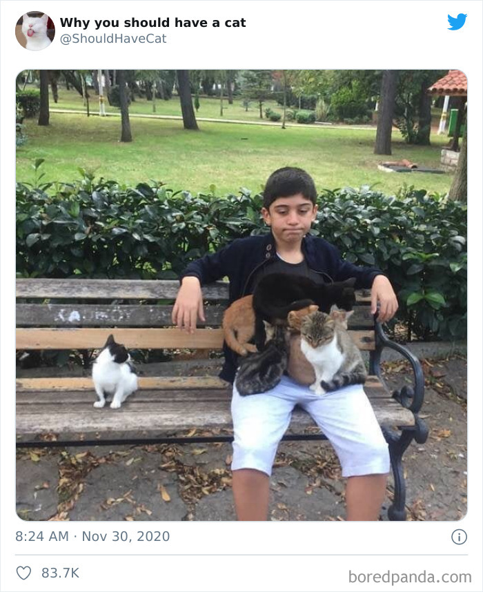 Why-You-Should-Have-Cat