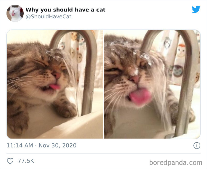 Why-You-Should-Have-Cat