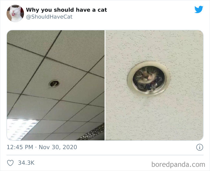 Why-You-Should-Have-Cat