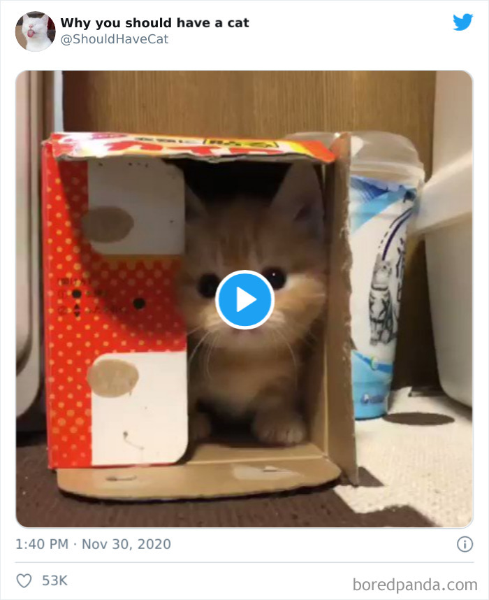 Why-You-Should-Have-Cat