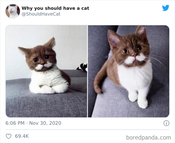 Why-You-Should-Have-Cat