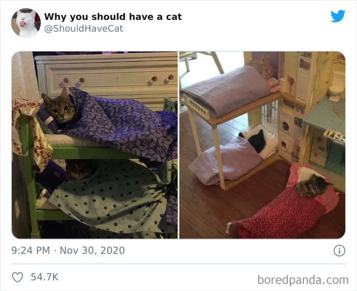 Why-You-Should-Have-Cat