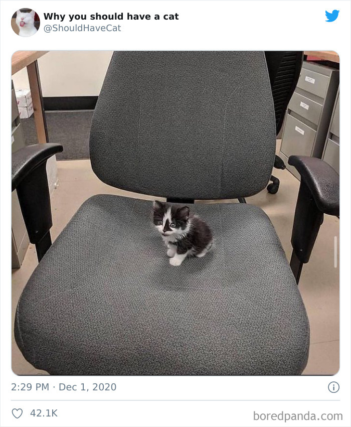 Why-You-Should-Have-Cat