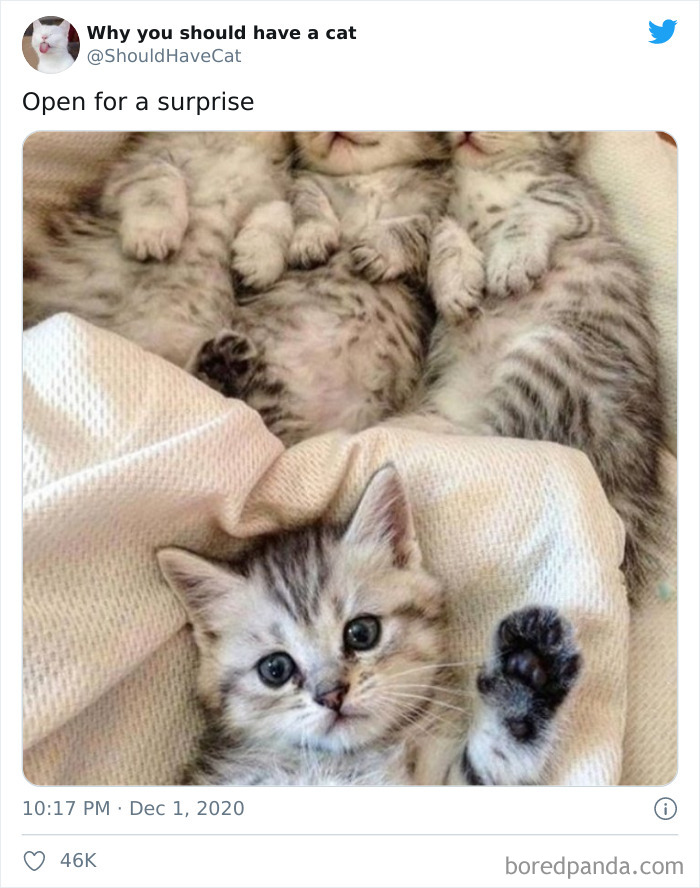 Why-You-Should-Have-Cat