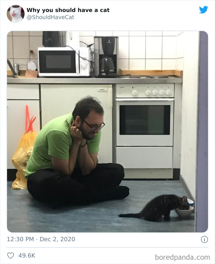 Why-You-Should-Have-Cat