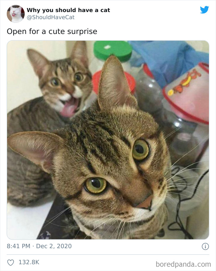 Why-You-Should-Have-Cat