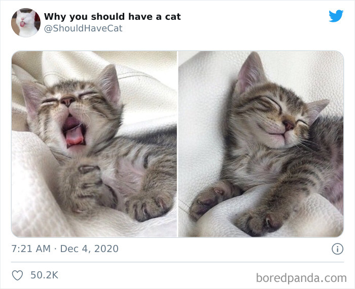 Why-You-Should-Have-Cat