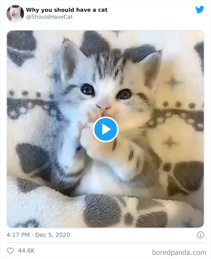 Why-You-Should-Have-Cat