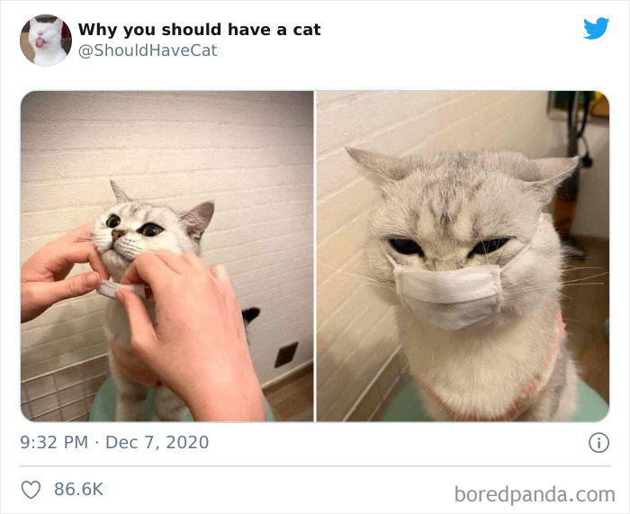 Why-You-Should-Have-Cat