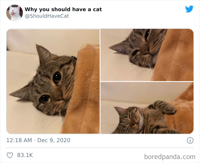 Why-You-Should-Have-Cat