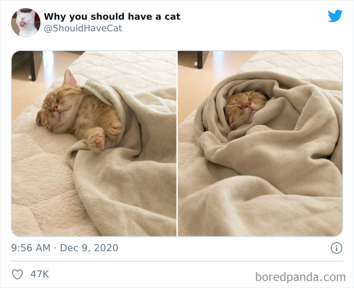 Why-You-Should-Have-Cat