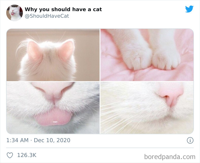 Why-You-Should-Have-Cat