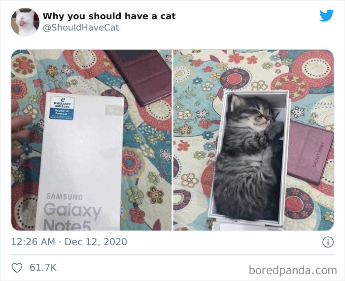 Why-You-Should-Have-Cat